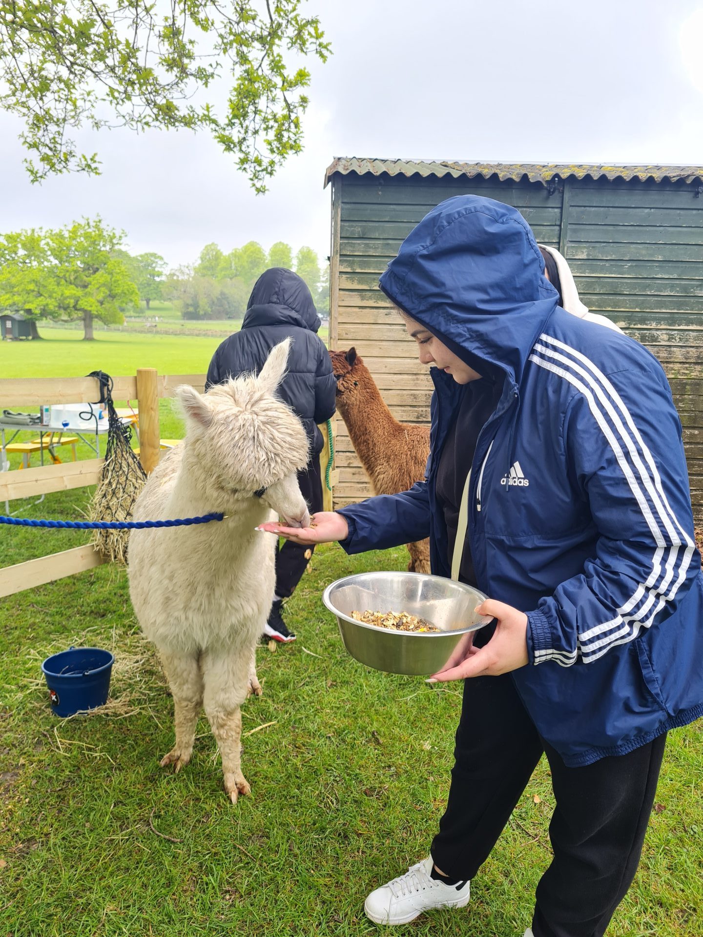 camel eating