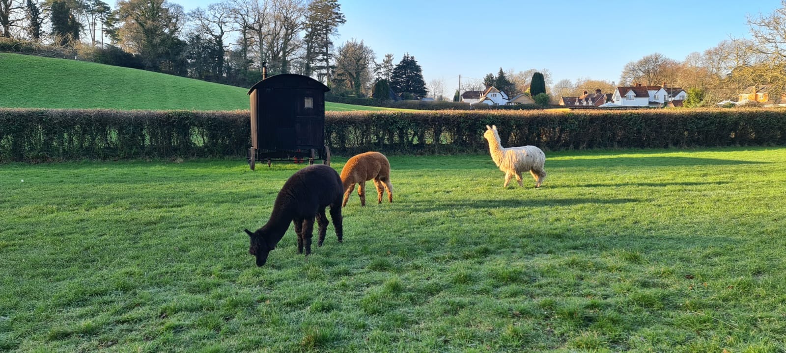 Three llamas in green field