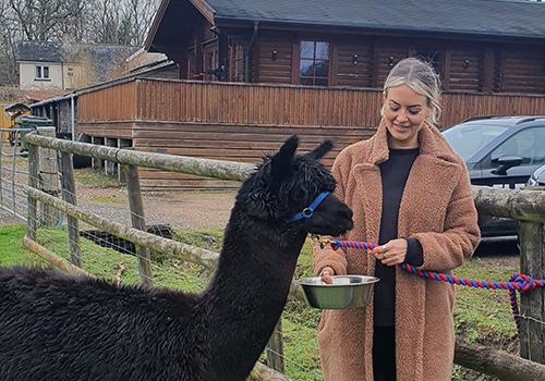 Woman feeding black alpaca