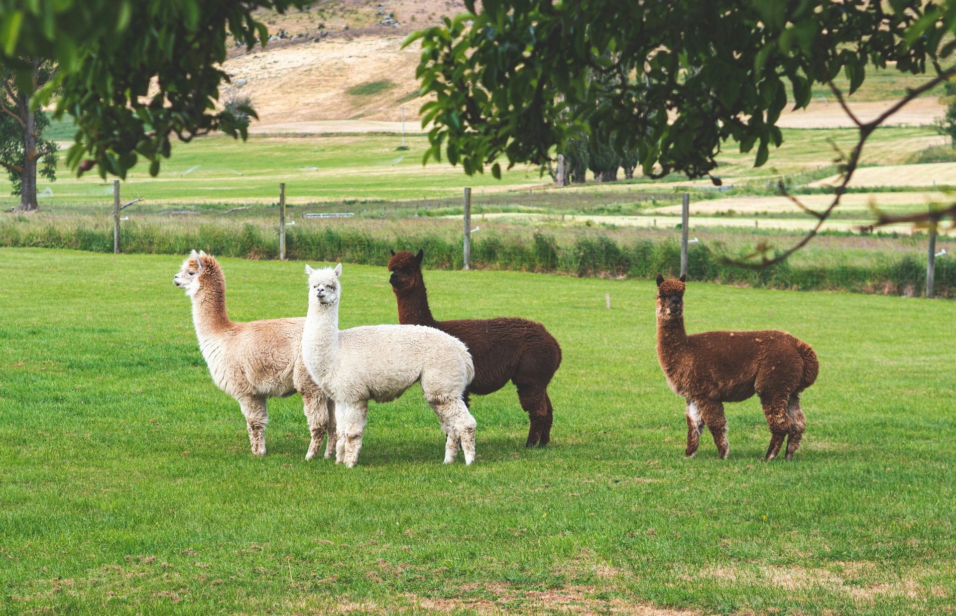 A group of llamas and alpacas in a field